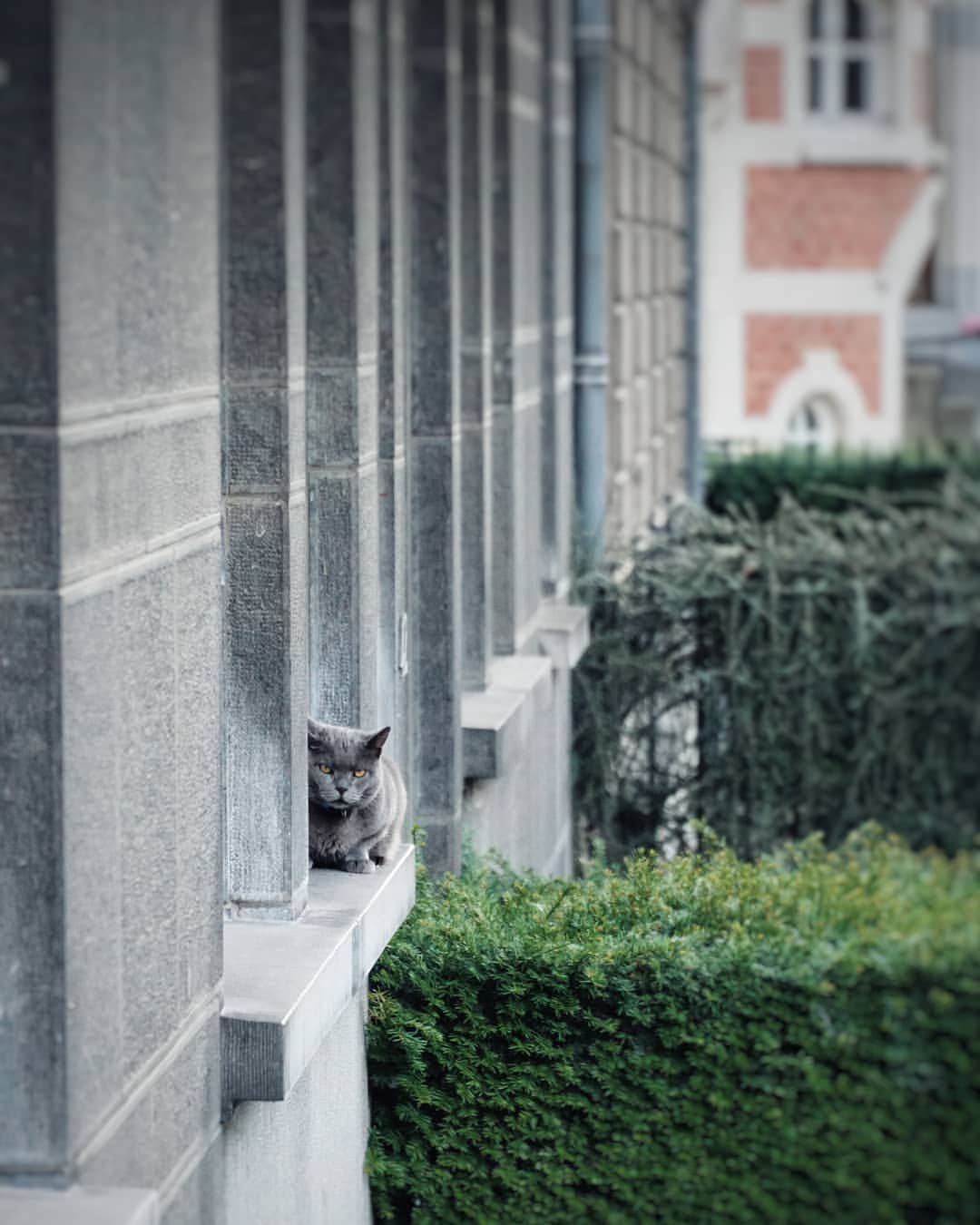 のインスタグラム：「Belgian cat.」