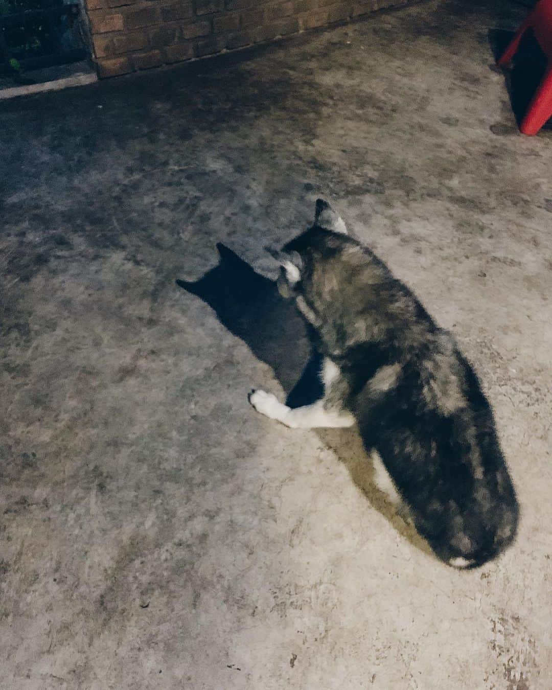 r_oseのインスタグラム：「I’m a Batman 🦇〰️ #siberianhusky」