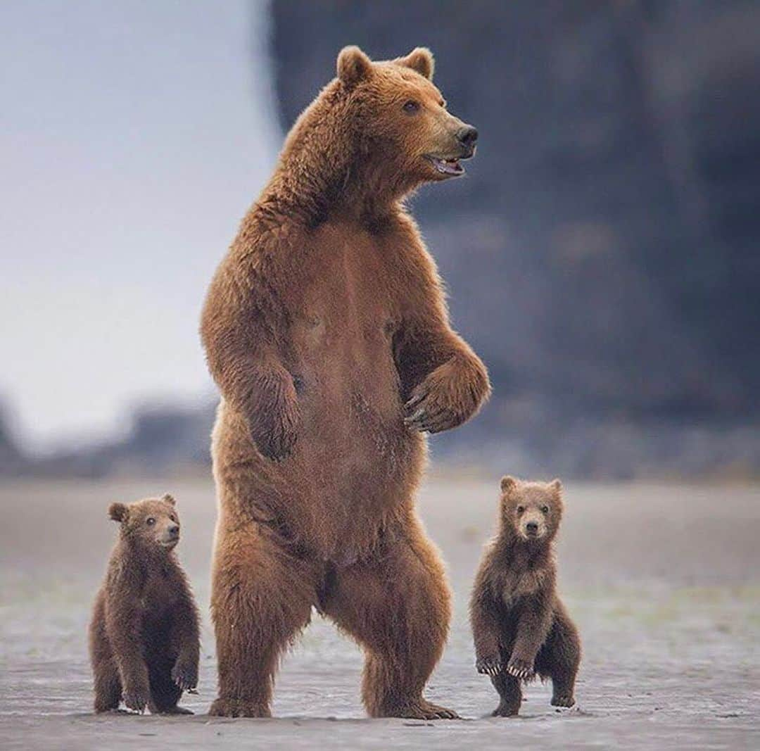 Canon Photographyさんのインスタグラム写真 - (Canon PhotographyInstagram)「Another awesome piece of wildlife photography taken in Katmai Nationalpark, Alaska.  Photography | @tinmanlee  #katmai #katmainationalpark #alaska #bear #cute #wildlife #wildlifephotography」6月22日 22時39分 - cpcollectives