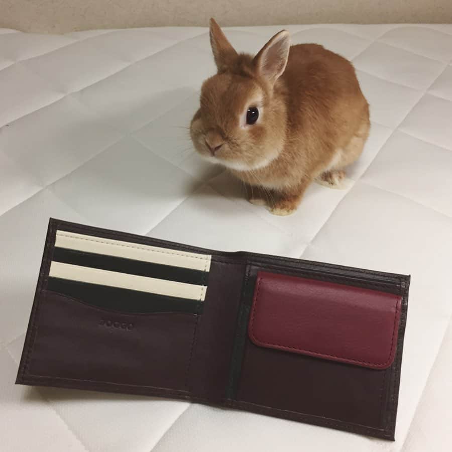 ?まるるさんのインスタグラム写真 - (?まるるInstagram)「* * 🐰クマちゃん何持ってるの？  見せて見せて〜♪ * * @joggo_store さんで 夫の財布をオーダーさせて頂きました♡ * * 今回は夫がデザインしましたが、 たくさんの色の中から 好みにカスタムできるので楽しい😊 * できあがったお財布は 皮が柔らかく作りもしっかりしています✨ * 自分だけのオリジナルを作るのもいいし、 大切な人のためにデザインしてプレゼントするのも 喜ばれると思います😊 * ラッピングもシックで上品です🎁 * * 500円OFFになるクーポン：injog45211 有効期限：6月30日 オーダーは @joggo_store から! * * #うさぎ#ネザーランドドワーフ#ふわもこ部#rabbit#lapin#cutepetclub#WeeklyFluff #bunnystagram#rabbitstagram#instapet#JOGGO#PR#6月のJOGGO#JOGGOに込めた私の想い」6月22日 23時04分 - pupupopo_