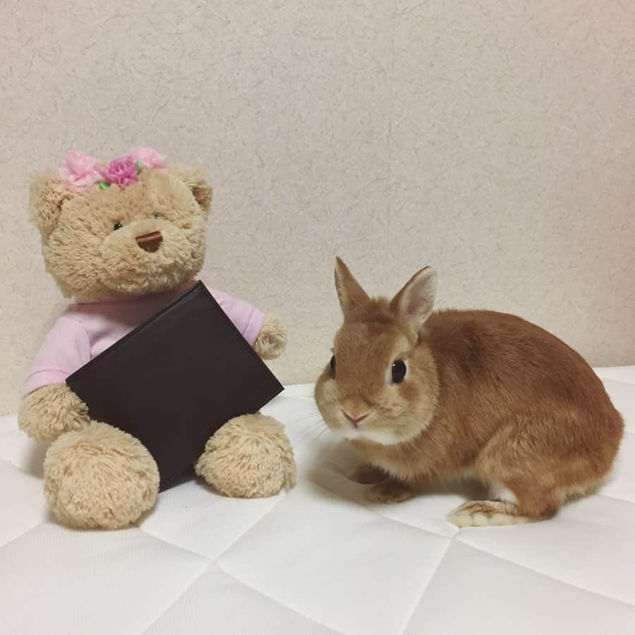 ?まるるさんのインスタグラム写真 - (?まるるInstagram)「* * 🐰クマちゃん何持ってるの？  見せて見せて〜♪ * * @joggo_store さんで 夫の財布をオーダーさせて頂きました♡ * * 今回は夫がデザインしましたが、 たくさんの色の中から 好みにカスタムできるので楽しい😊 * できあがったお財布は 皮が柔らかく作りもしっかりしています✨ * 自分だけのオリジナルを作るのもいいし、 大切な人のためにデザインしてプレゼントするのも 喜ばれると思います😊 * ラッピングもシックで上品です🎁 * * 500円OFFになるクーポン：injog45211 有効期限：6月30日 オーダーは @joggo_store から! * * #うさぎ#ネザーランドドワーフ#ふわもこ部#rabbit#lapin#cutepetclub#WeeklyFluff #bunnystagram#rabbitstagram#instapet#JOGGO#PR#6月のJOGGO#JOGGOに込めた私の想い」6月22日 23時04分 - pupupopo_