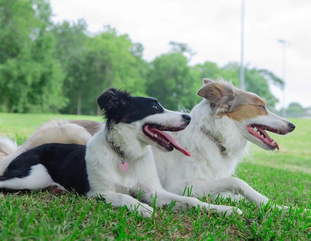 Jazzy Cooper Fostersさんのインスタグラム写真 - (Jazzy Cooper FostersInstagram)「Phoebe finished the last set of shots so she had her first off leash park/trail day. She followed BB’s lead (she copied what BB did 👯‍♀️) and stayed with us the whole time. One day, Phoebe is going to be BB’s hearing dog and be her right ear. 👭#BBPBshow」6月22日 23時13分 - bordernerd