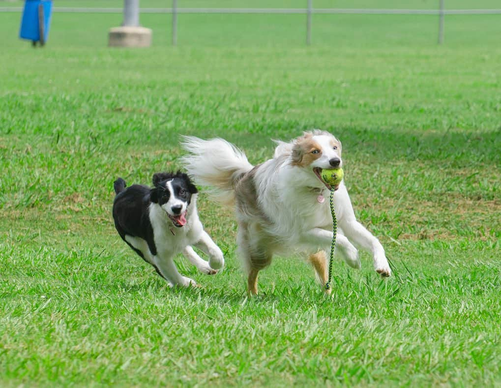 Jazzy Cooper Fostersさんのインスタグラム写真 - (Jazzy Cooper FostersInstagram)「Phoebe finished the last set of shots so she had her first off leash park/trail day. She followed BB’s lead (she copied what BB did 👯‍♀️) and stayed with us the whole time. One day, Phoebe is going to be BB’s hearing dog and be her right ear. 👭#BBPBshow」6月22日 23時13分 - bordernerd