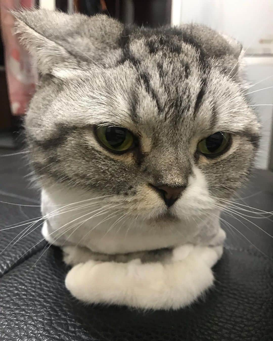 のインスタグラム：「ごきげんニャニャメ . #cat #catstagram #catsofinstagram #instacat #cutecat #katsuo」