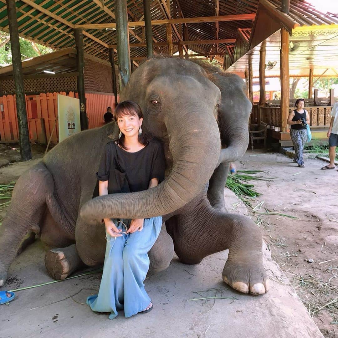 新井利佳さんのインスタグラム写真 - (新井利佳Instagram)「かなり嬉しいの図🐘😂💕ゾウさんのお膝に座らせてもらいました。 毛がチクチクした🇹🇭 終於見面大象了🐘 #maesaelephantcamp #pictures #elephant #elephants #socute #chiangmai_thailand #chianmai #changmaitrip #happy #thailand_ig #thailandtravel  #大象 #超級可愛 #開心 #清邁 #清邁自由行 #泰國 #泰國旅遊 #泰國景點 #泰國自由行 #ぞうさん #ぞう #可愛い #こんなタイ知らなかった #タイ旅行 #ぞうに無中 #3世代旅行 #チェンマイ」6月22日 15時37分 - rika.arai