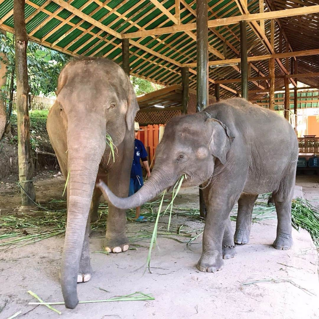 新井利佳さんのインスタグラム写真 - (新井利佳Instagram)「かなり嬉しいの図🐘😂💕ゾウさんのお膝に座らせてもらいました。 毛がチクチクした🇹🇭 終於見面大象了🐘 #maesaelephantcamp #pictures #elephant #elephants #socute #chiangmai_thailand #chianmai #changmaitrip #happy #thailand_ig #thailandtravel  #大象 #超級可愛 #開心 #清邁 #清邁自由行 #泰國 #泰國旅遊 #泰國景點 #泰國自由行 #ぞうさん #ぞう #可愛い #こんなタイ知らなかった #タイ旅行 #ぞうに無中 #3世代旅行 #チェンマイ」6月22日 15時37分 - rika.arai