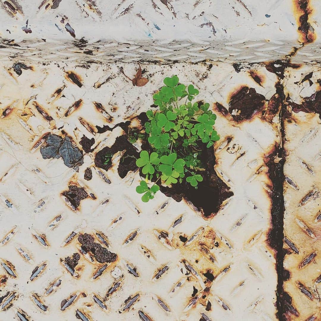 松村太郎のインスタグラム：「#☘ at @barns_shop」