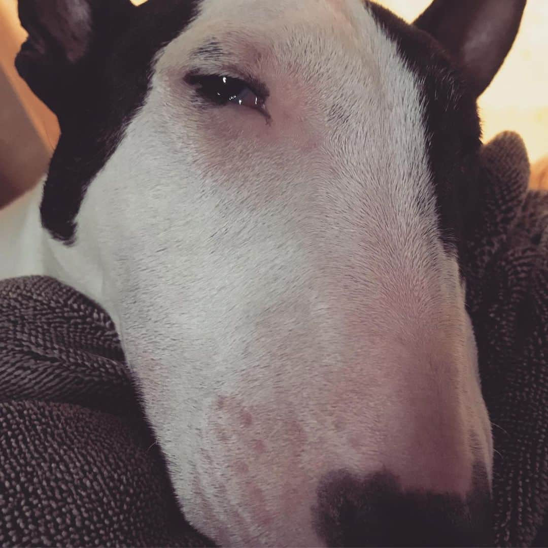 Q太郎さんのインスタグラム写真 - (Q太郎Instagram)「#minituru#bull#terrier#minibullterrier#miniturubullterrier#dog#dogstagram#cute#qtaro#love#family#ミニチュア#ブルテリア#ミニチュアブルテリア#Q太郎」6月22日 16時00分 - qtaro.jun