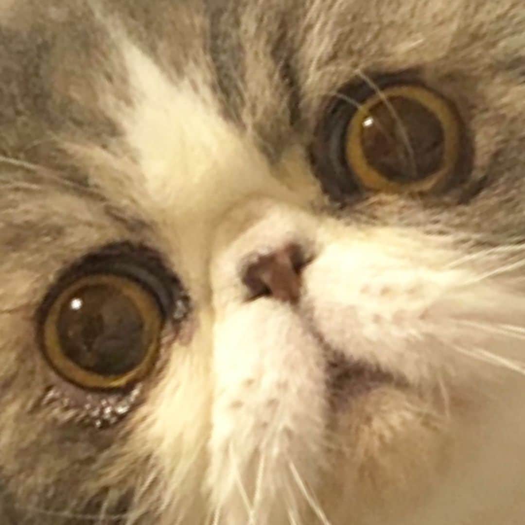 ムスカ(Muska)さんのインスタグラム写真 - (ムスカ(Muska)Instagram)「題名『パティシエが作った猫』🧁🐈」6月22日 16時03分 - exotic_toshi