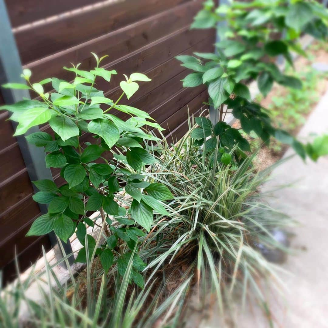 星野真里さんのインスタグラム写真 - (星野真里Instagram)「ハナミズキ 離してください植えるなら 巣立った娘とその母のごと #ハナミズキ #何も考えずに植えてしまった #今年の葉が落ちたら植え替えます #心地よい距離感は人それぞれ」6月22日 16時28分 - mari_hoshino.7.27