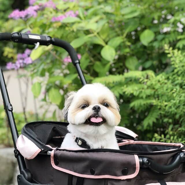 りんくさんのインスタグラム写真 - (りんくInstagram)「新緑と紫陽花が美しい季節ですね〜☺️🐶✨ りんく地方は梅雨入りまだなのです🌂 一体いつになるのやら…🙄」6月22日 16時34分 - link.jpn