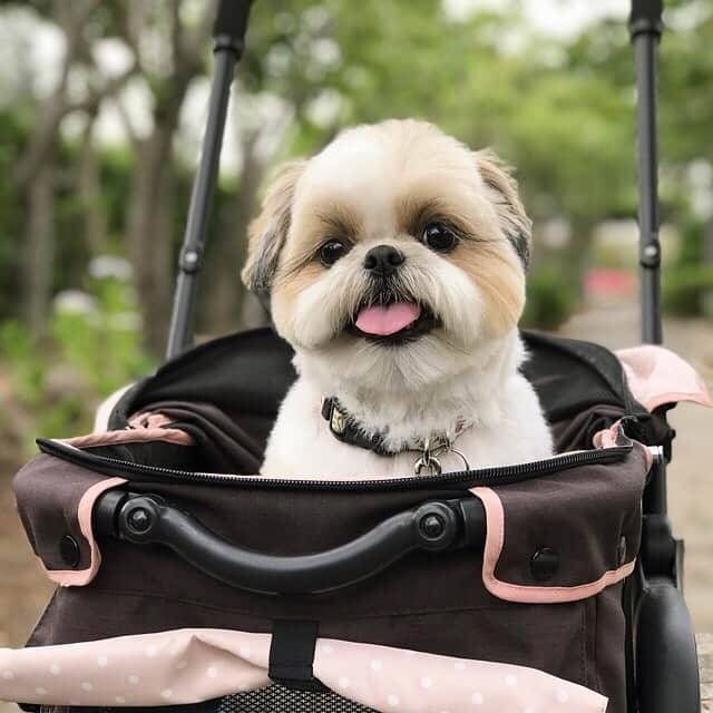 りんくさんのインスタグラム写真 - (りんくInstagram)「新緑と紫陽花が美しい季節ですね〜☺️🐶✨ りんく地方は梅雨入りまだなのです🌂 一体いつになるのやら…🙄」6月22日 16時34分 - link.jpn