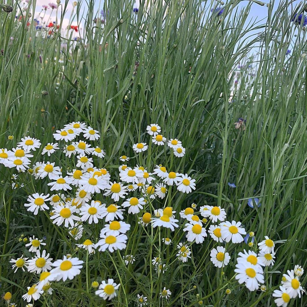 柏山奈々美さんのインスタグラム写真 - (柏山奈々美Instagram)「夏は色々な花が咲いてるね。😌💐🌼 #flowers」6月22日 16時58分 - nanamikashiyama