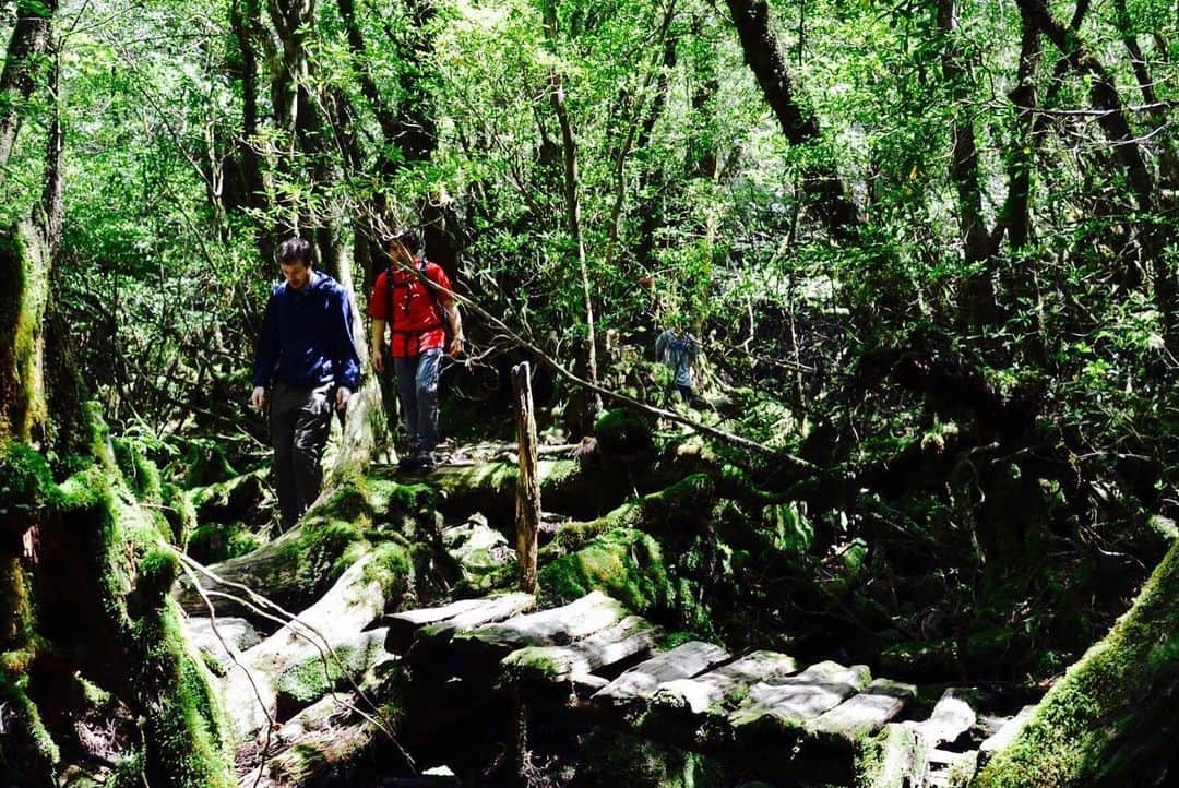 The Japan Timesさんのインスタグラム写真 - (The Japan TimesInstagram)「The forests are what draw people to Yakushima, famous for inspiring the scenery of Studio Ghibli's 1997 film, "Princess Mononoke." Through them, a network of trails traverses the island, where starry-eyed hikers can be found lost to the forests’ charms. The longest of these, the Arakawa trail, is a 12-hour round trip leading to the Jomon sugi, a massive yakusugi (Japanese cedar native to Yakushima) that is thought to be over 7,000 years old and registered as a UNESCO heritage site. (@oscar.boyd photos) . . . . . . #Japan #Kagoshima #Yakushima #Kyushu #hiking #travel #nature #Ghibli #PrincessMononoke #日本 #鹿児島 #屋久島 #島 #九州 #ハイキング #旅行 #自然 #ジブリ #もののけ姫」6月22日 17時39分 - thejapantimes
