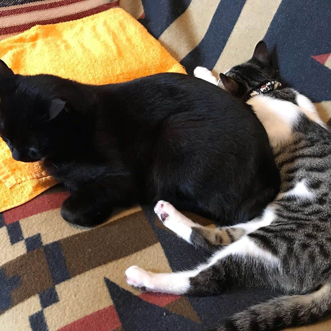 原田良也さんのインスタグラム写真 - (原田良也Instagram)「良かった。 仲良くなった。 飼い猫専用アカウントは crokolas にて #クロマティ君 #マイコラス君 #保護仔猫 #猫 #にゃんこ #crokolas」6月22日 17時42分 - irasshassee