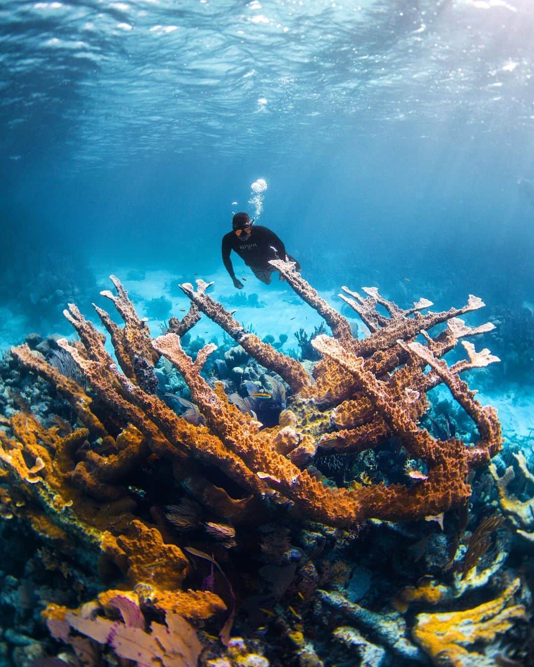 Wonderful Placesさんのインスタグラム写真 - (Wonderful PlacesInstagram)「Underwater in Belize ✨😍😍😍✨ Pictures by ✨@savethereef✨ go follow this new charity that aims to save coral reefs, marine life and the oceans as they donate to environmental charities all over the world while spreading awareness about this urgent issue before it’s too late in a few years! 📷 @micahniinuma」6月22日 23時29分 - wonderful_places