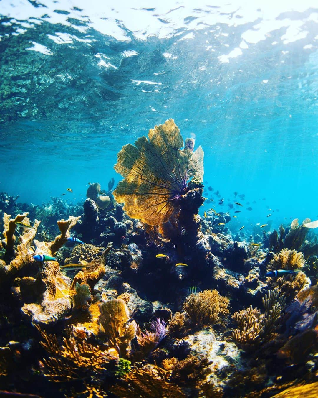 Wonderful Placesさんのインスタグラム写真 - (Wonderful PlacesInstagram)「Underwater in Belize ✨😍😍😍✨ Pictures by ✨@savethereef✨ go follow this new charity that aims to save coral reefs, marine life and the oceans as they donate to environmental charities all over the world while spreading awareness about this urgent issue before it’s too late in a few years! 📷 @micahniinuma」6月22日 23時29分 - wonderful_places