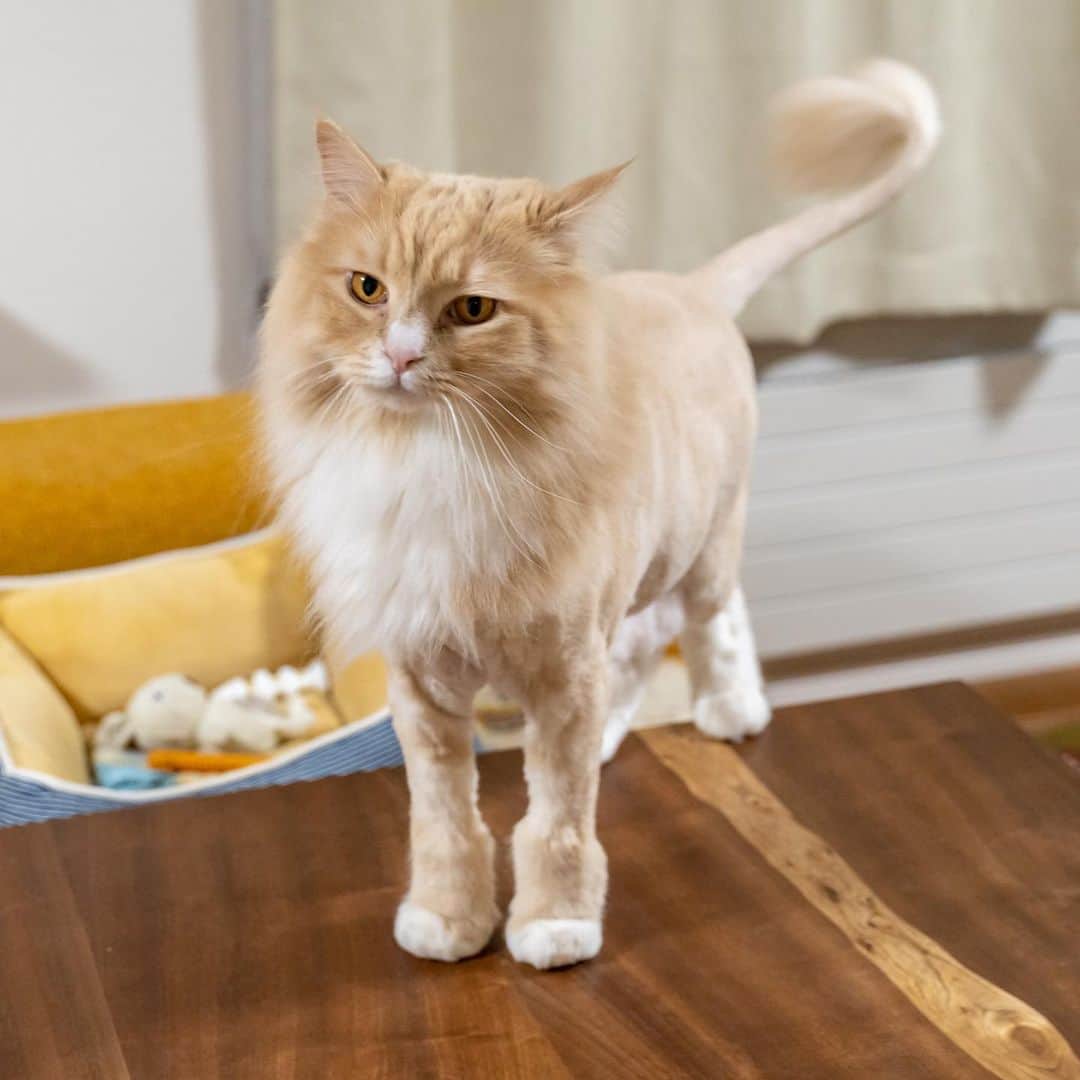 マアルのインスタグラム：「ハグちゃん #🐱 #猫好きさんと繋がりたい #北海道 #旭川市 #ペットシッター #サイベリアン #ライオンカット」
