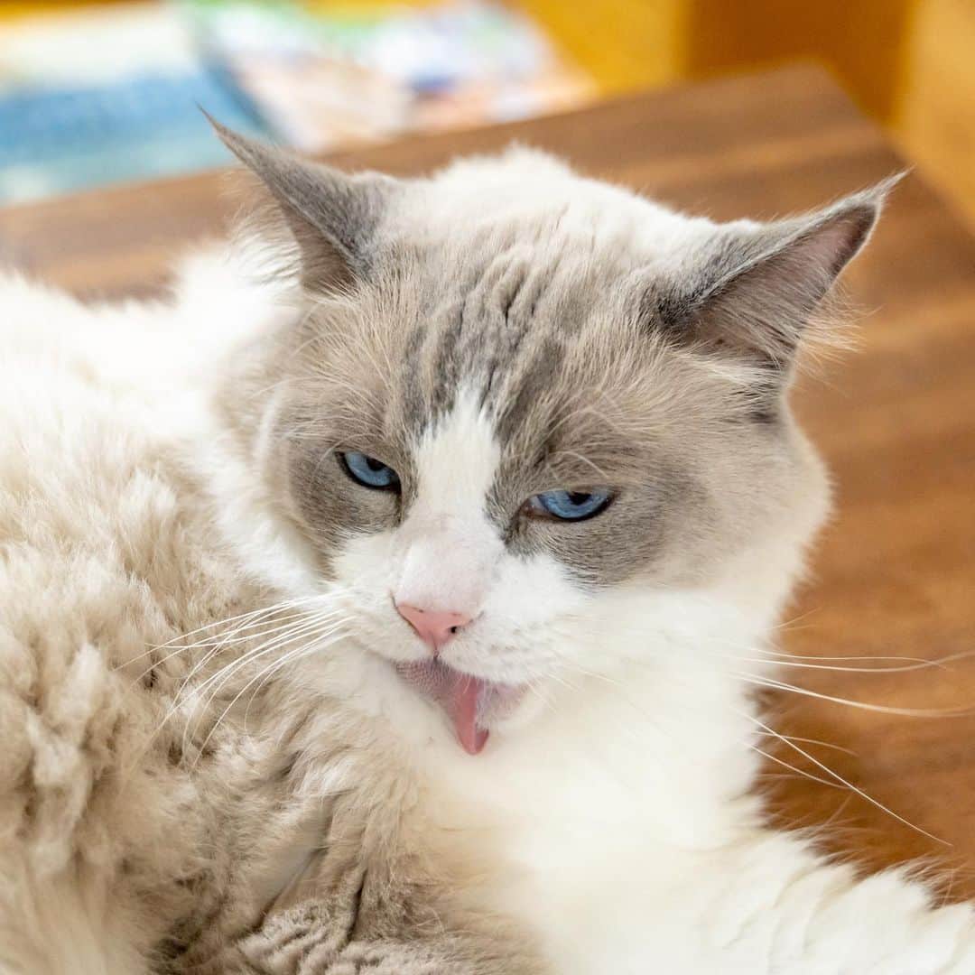 マアルのインスタグラム：「グラちゃん #🐈 #猫好きさんと繋がりたい #北海道 #旭川市 #ペットシッター #ラグドール」