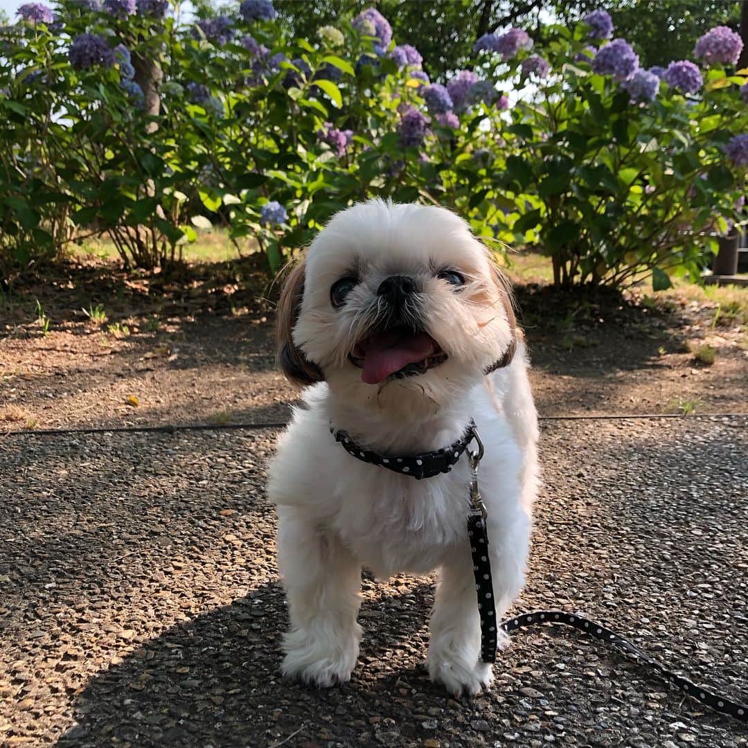 いりこのインスタグラム：「あじさいと🐶 朝はまだ涼しいし気持ちよくお散歩。こんなにたくさん散歩に行ける6月は初めて。」