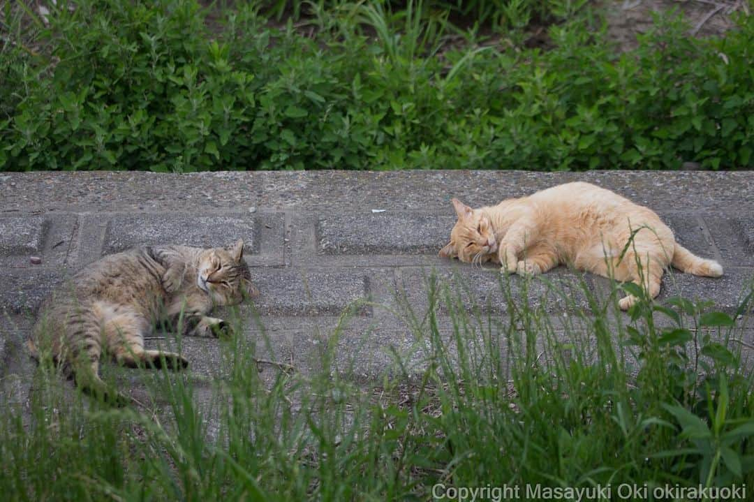 Masayukiさんのインスタグラム写真 - (MasayukiInstagram)「阿吽のかまえ。  #cat #ねこ」6月22日 18時32分 - okirakuoki