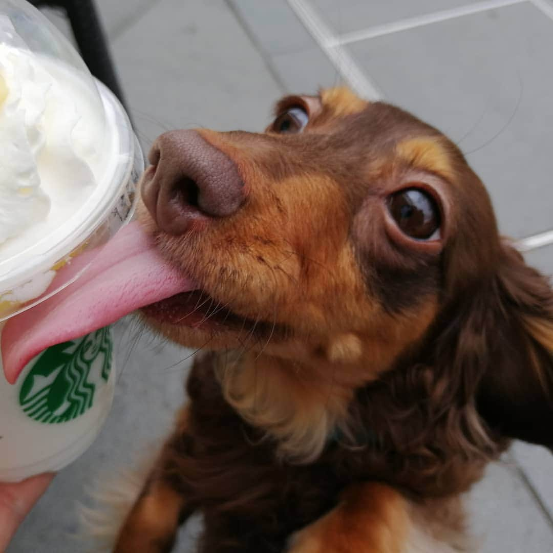 ななこさんのインスタグラム写真 - (ななこInstagram)「新作の味見😋✨ ※ ※ #犬 #愛犬 #ダックス #カニンヘン　 #dog #dachshund #dogstagram  #doxie #instadog #instadachshund  #petstagram #dachshundsofinstagram #starbucks #スタバ #スタバ新作  #レモンヨーグルト発酵フラペチーノ」6月22日 18時53分 - nanaco_dachs