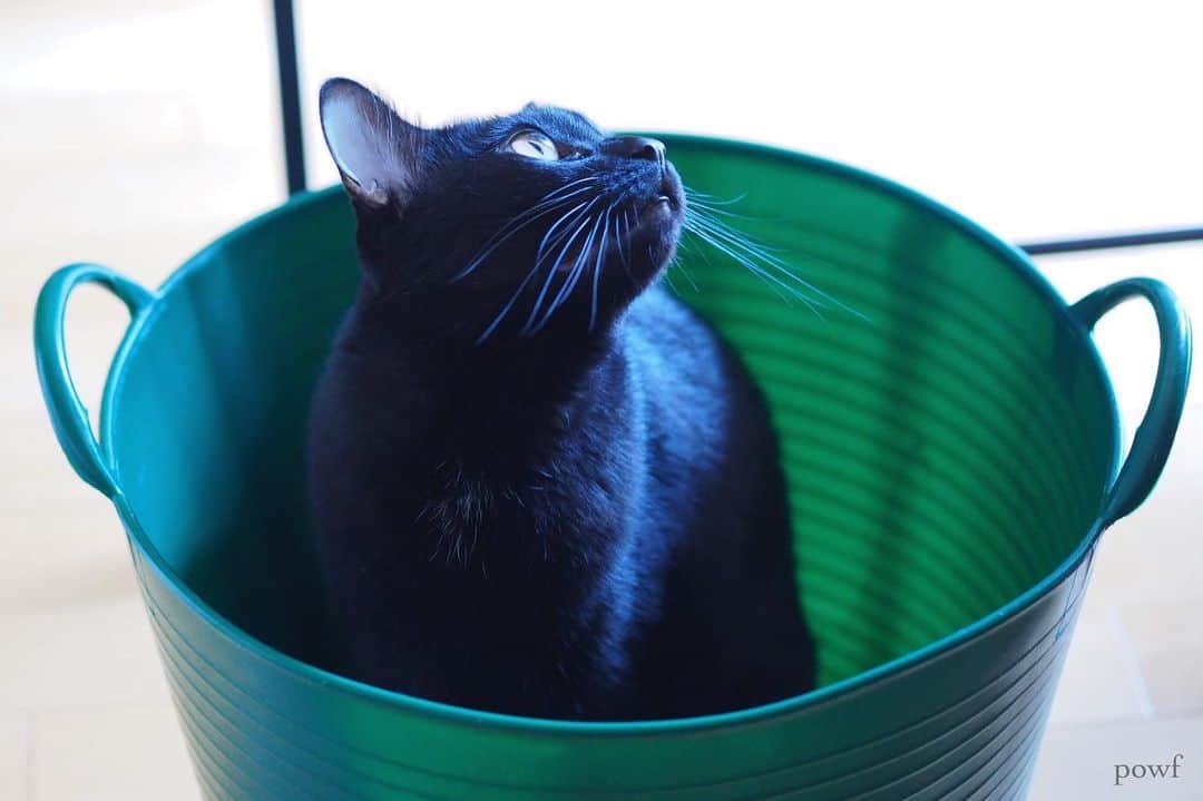 anemone_69のインスタグラム：「. #ハカセとキョウジュ #blackcat #黒猫 #cat #猫 #保護猫 . . .」