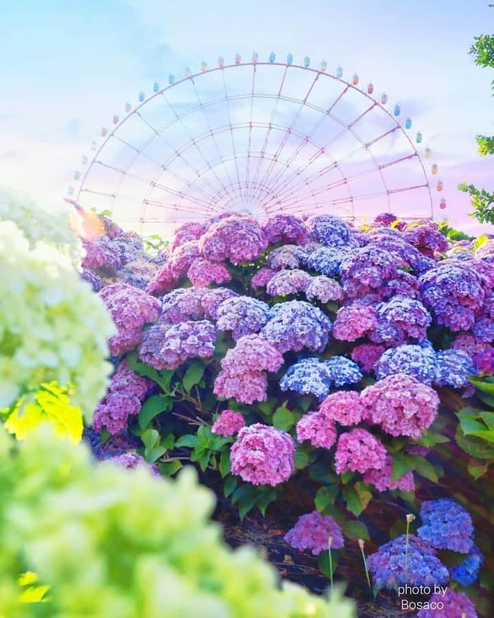 花の写真館さんのインスタグラム写真 - (花の写真館Instagram)「Photo by @bosako.⠀ https://instagram.com/bosako/⠀ .⠀ Original Post[投稿頂いたURL]⠀ https://www.instagram.com/p/BjuIOo1Fh_B/⠀ .⠀ 本アカウントは、 #私の花の写真 をつけてInstagramに投稿された皆さまの花の写真や、「花の写真館」Facebookページで投稿された花の写真を紹介します。⠀ 「花の写真館」Facebookページは、「 @floral.photograph 」のプロフィールにあるURLからご覧ください。⠀ .⠀ #花の写真館 #floralphotograph #floralphoto #flower #flowers #富士フイルム #FUJIFILM⠀ Follow: @floral.photograph」6月22日 19時30分 - floral.photograph