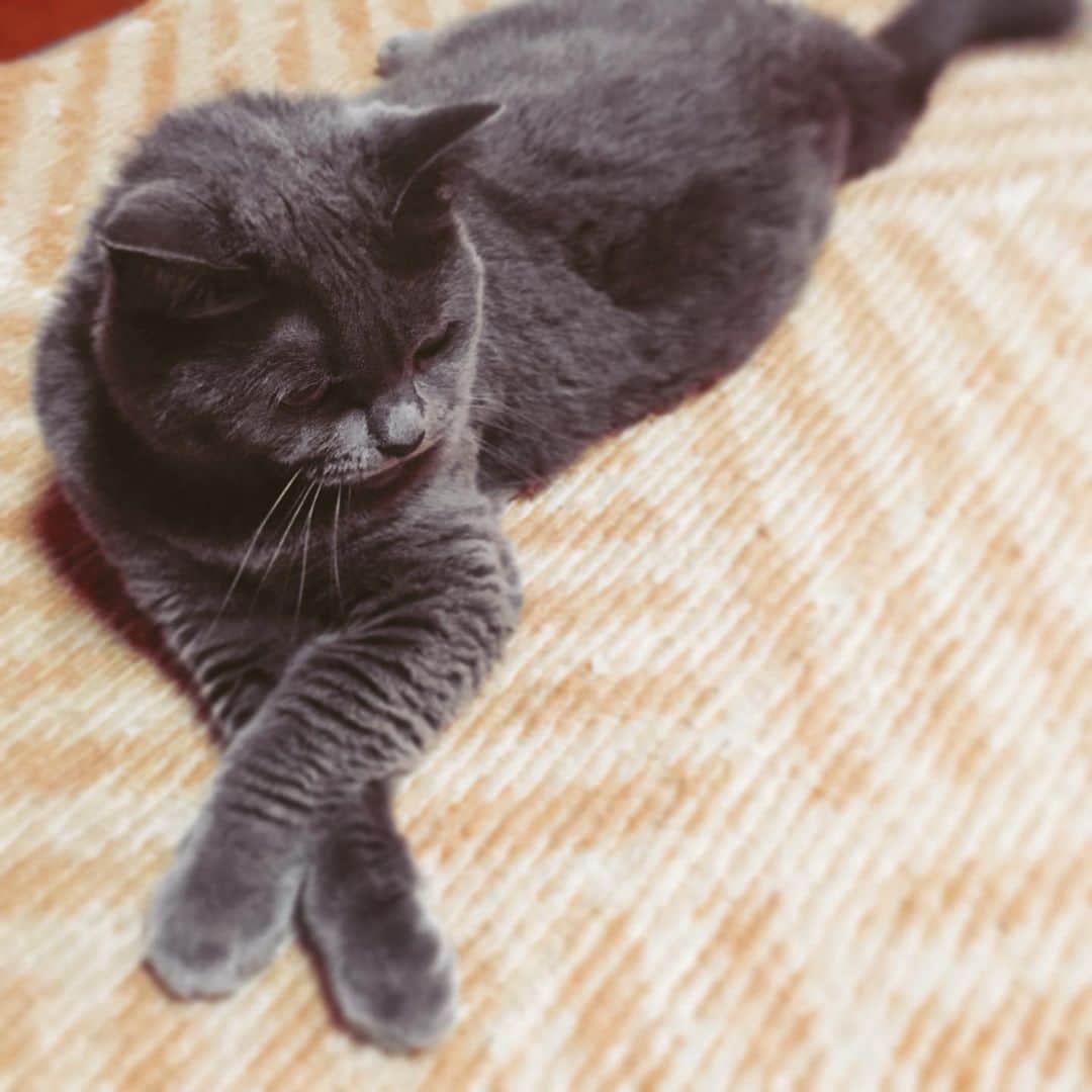 チキン南蛮カレーのルウ王子のグルメインスタ