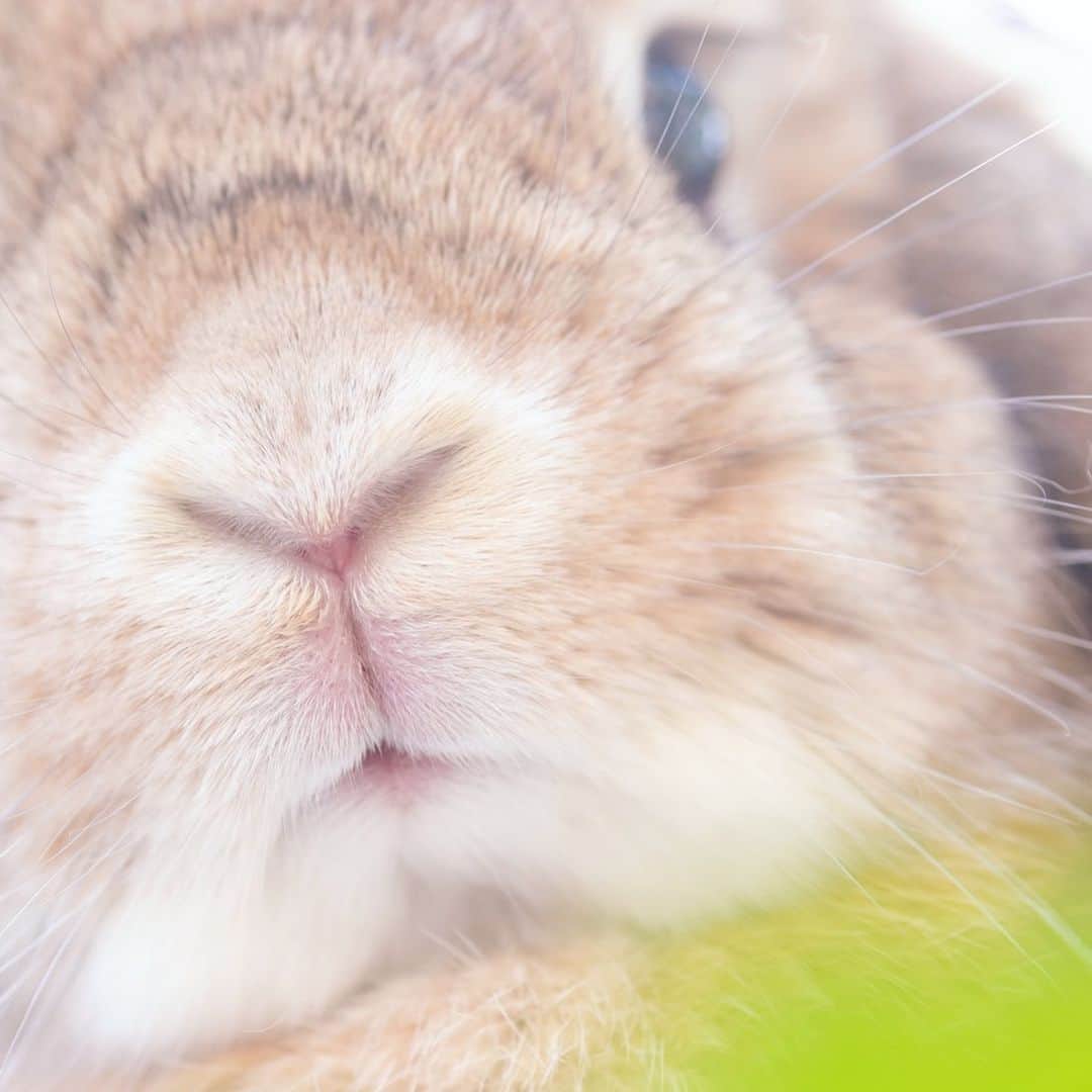 usagraphさんのインスタグラム写真 - (usagraphInstagram)「久しぶりの #土アップ 🐰 このもふもふ感、最高にエモい✨ ＊ ＊ ＊ #うさぎ #rabbit #bunny #ふわもこ部  #WeeklyFluff #igersjp  #tokyocameraclub #東京カメラ部  #神戸カメラ部  #bunnystagram  #うさぎ部 #ホーランドロップ #hollandlop  #ファインダー越しの私の世界 #art_of_japan #aoj_bokeh」6月22日 19時51分 - usagraph