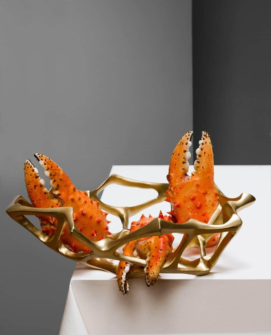 トム ディクソンさんのインスタグラム写真 - (トム ディクソンInstagram)「Crab claws in a BONE bowl﻿ ﻿ Photography by﻿ @lochner_carmichael_photography﻿ with﻿ @rosiescottstylinglondon ﻿ for﻿ @rakesprogress ﻿ ﻿ #tomdixon #homeaccessories #crab #stilllife #photography #shellfish #decapodcrustaceans #crustaceans #interior #styling #rakesprogress  #design #handmade #style #homedecor #home #accessories #seafood #foodporn #instafood #foodphotography」6月22日 19時55分 - tomdixonstudio