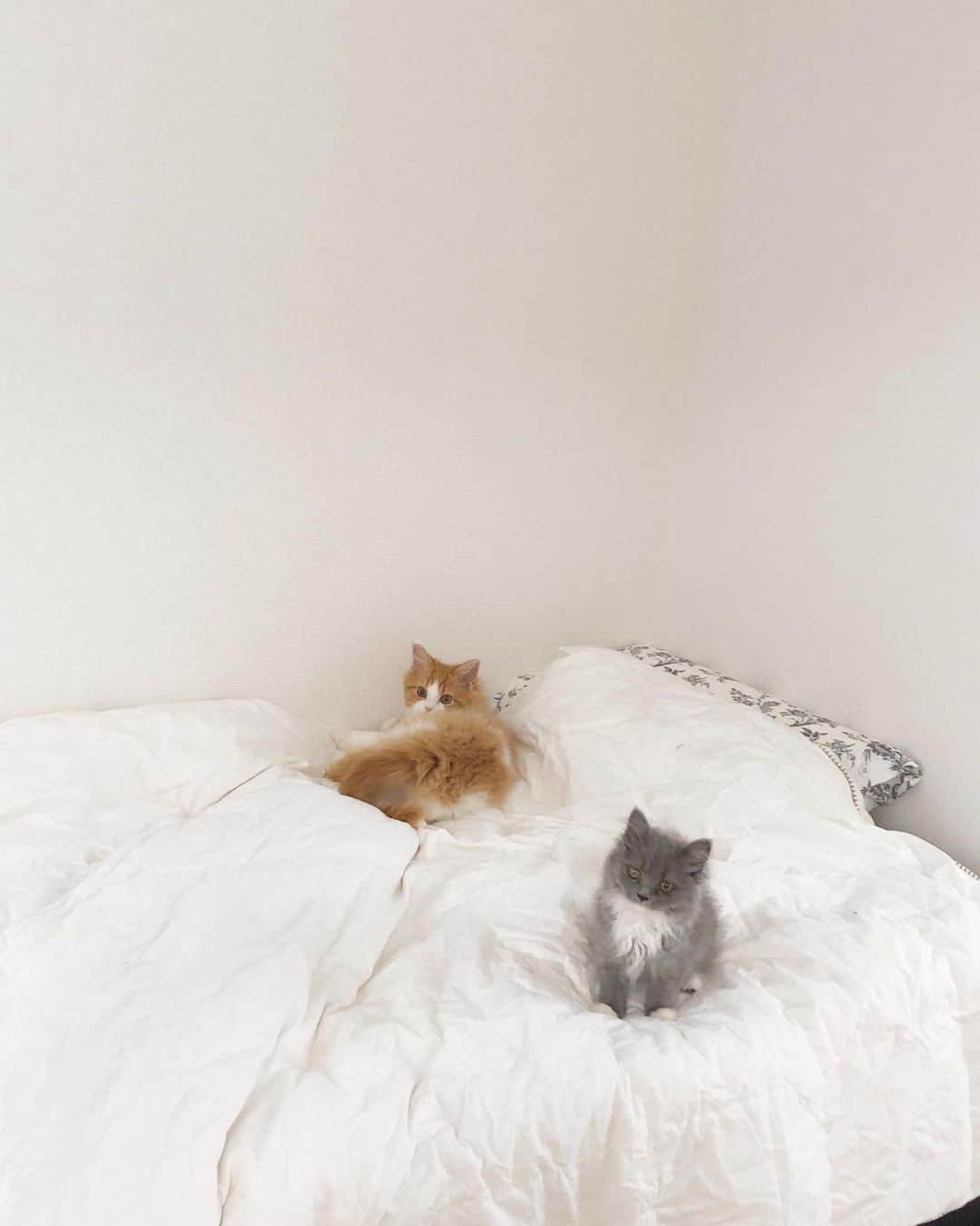 古川貴絵さんのインスタグラム写真 - (古川貴絵Instagram)「ベット大好き猫ちゃんたち いつも一緒に寝てるよ✌︎ #猫 #cat」6月22日 20時07分 - _kiegram