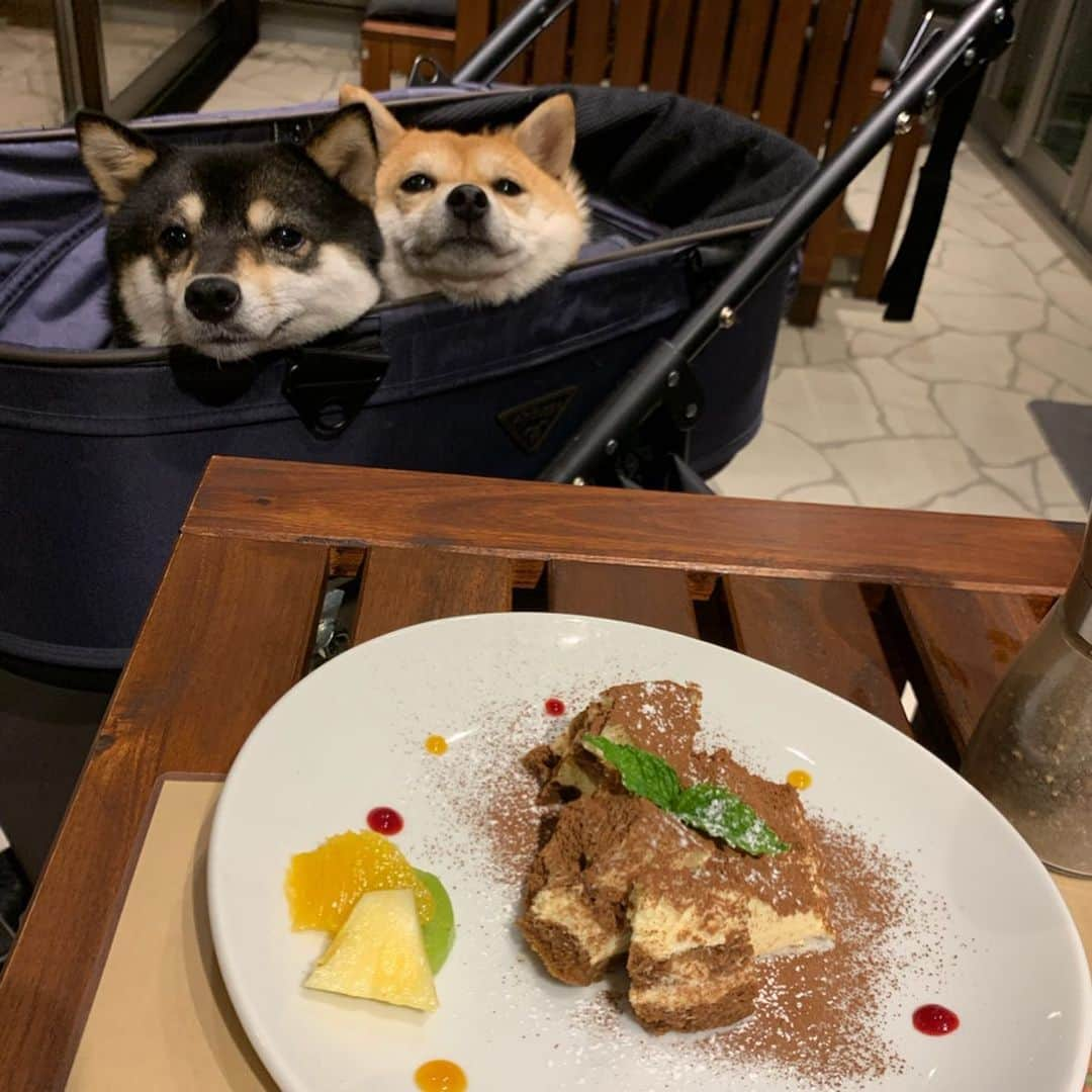 豆柴なつ&ふゆさんのインスタグラム写真 - (豆柴なつ&ふゆInstagram)「Dinner with friends😋❤️❤️ お友達の小次狼家とディナー😋❤️❤️ なつふゆの熱い視線‼️ ️ #晩御飯#友達#ディナー#dinner#黒柴#赤柴#柴犬ライフ#pecoいぬ部 #shiba_snap #シバフル #柴犬#shiba #shibainu #shibastagram #shibamania #pecoいぬ部 #豆柴 #shibainumag_feature #instafollow #dogoftheday #かわいい#instashiba #thedailyshibainu #🐕📷 #theshibasociety #mameshiba  #柴#proudshibas #cutepets #柴犬マニア」6月22日 20時08分 - mameshiba.natsuinu56