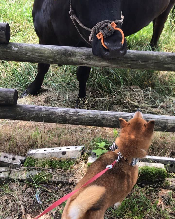 柴犬はなこ Shibainu Hanakoのインスタグラム