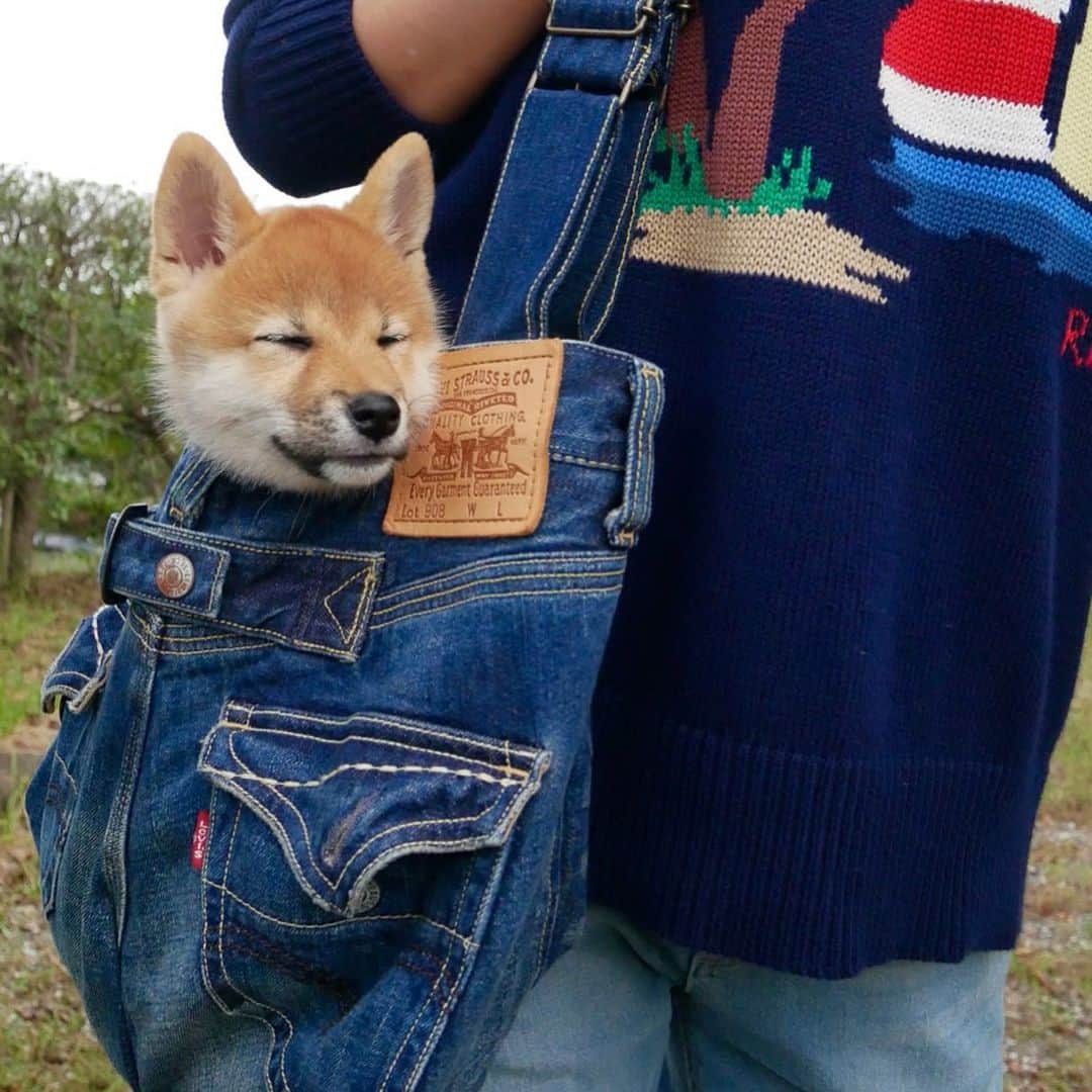 shibainu berryさんのインスタグラム写真 - (shibainu berryInstagram)「#throwbackbabymukumin #パピむく むくみん散歩行きだした時ぐらいかな〜🐾 前もデニムリメイクの散歩バッグだったけど二頭になったからバッグ大きくしてショルダータイプに新しく作り直した😊✂︎ #❤️迷子犬の掲示板応援団 @maigo_dog  #❤️迷子犬の掲示板四国応援 @maigo_dog_shikoku #めざせ迷子犬ゼロ👌 #柴犬 #べりやん #べりむく #多頭飼い #berry #shiba #shibainu  #shibainumania #ぷにっと部 #口角キュキュッと部  #チーム俺様 →部員絶賛募集中 #shiba_snap #proudshibas #west_dog_japan #サンデイ #instagramjapan #ふわもこ部 #pecoいぬ部 #pecotv #buzzfeedanimals #dogsofinstagram #dogsofinstaworld #dogs_of_instagram #9gag」6月22日 20時41分 - shibainu.berry