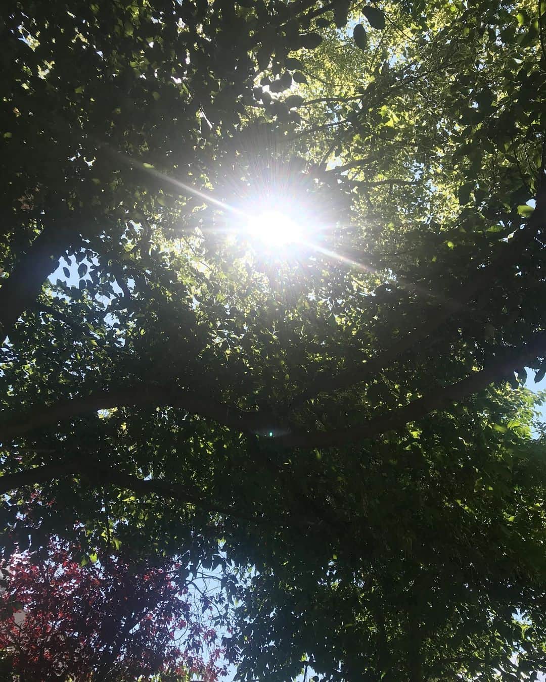 アレクシマビーユのインスタグラム：「Sunshine @museedelavieromantique @alexismabille @simonburet #atraverslesfeuilles #green #sunshine #beforecouture #lunchtime #parismonamour」