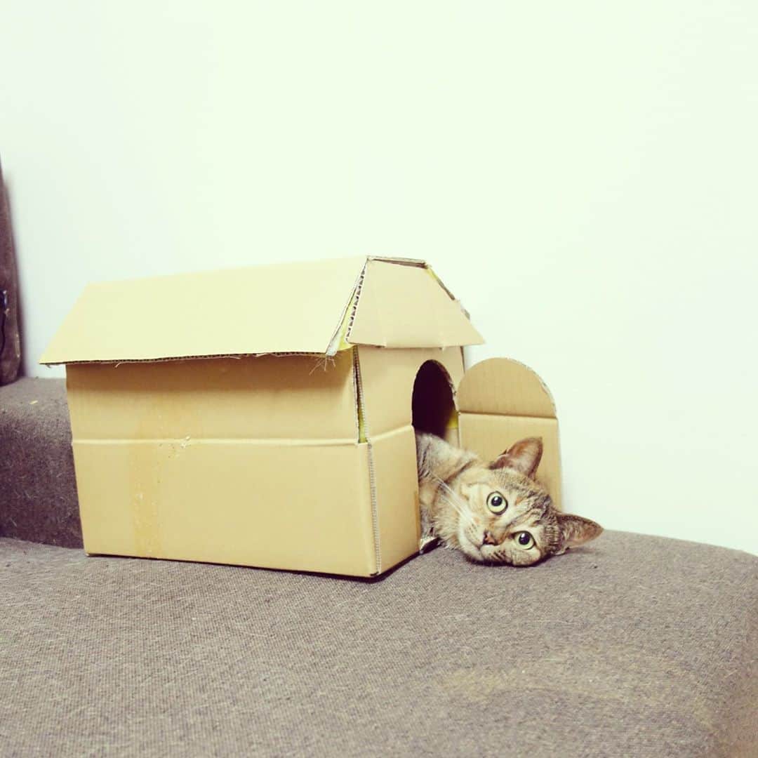 ピーちゃん＆ニャーさんのインスタグラム：「ちなちゃんの家🏠」