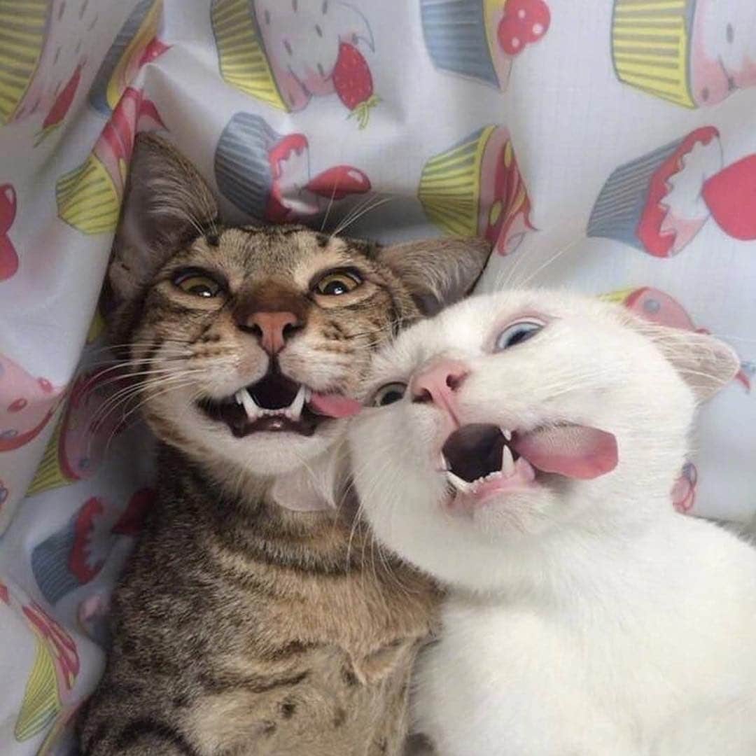 Cute Pets Dogs Catsさんのインスタグラム写真 - (Cute Pets Dogs CatsInstagram)「Selfie ready 😻😺 📩 Submit your cat’s photo to our contest email to be featured! ❤️ . . . From unknown . #kittens_of_world and follow us to be featured 😸😸 #kitty #cats #kitten #kittens #kedi #katze #แมว #猫 #ねこ #ネコ #貓 #고양이 #Кот #котэ #котик #кошка #chat #neko #gato #gatto #meow #kawaii #nature #pet #animal #instacat #instapet #mycat #catlover」6月22日 20時45分 - dailycatclub