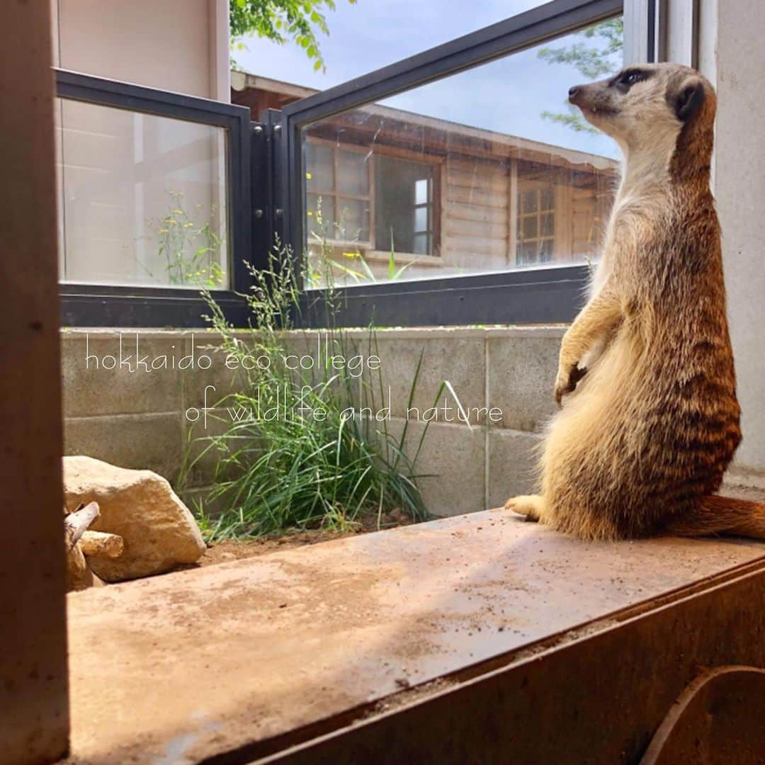 hokkaidoecoさんのインスタグラム写真 - (hokkaidoecoInstagram)「天気いいなー☀️ #北海道エコ #動物 #専門学校 #ミーアキャット #きーちゃん #天気のいい日は #外に出たり #外を見たり #何みてるのかな #学生さんが撮ってくれました #素敵写真」6月22日 20時54分 - hokkaidoeco