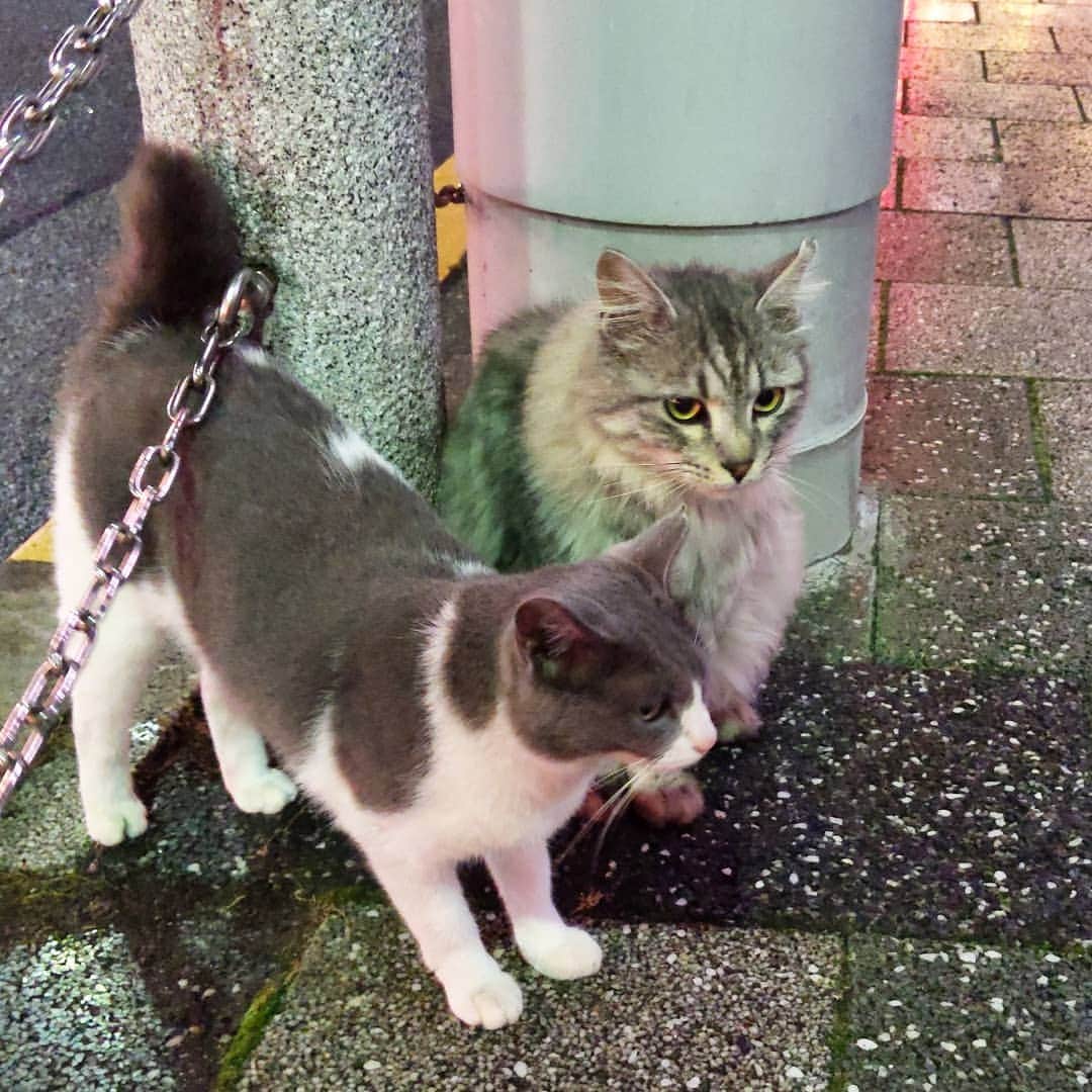 refeiaのインスタグラム