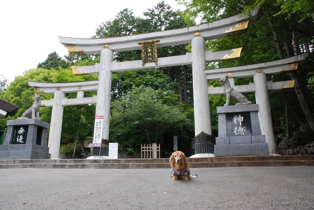 ?モデル?大地?さんのインスタグラム写真 - (?モデル?大地?Instagram)「♪🐾2019*6*22🐾 . 先日、埼玉県にある三峯神社に 御参りに行って来ました✨😉 . . 5年位前から行きたいと思っていたのに なかなかタイミングが合わず行けずにいたら… . 三峯神社のHPに . 【7/1からペット連れでの境内立ち入りを お控えいただくことと決定させていただきました。】 . とのお知らせが…😲 . . と言う事で 👨🏻パパに予定を調節してもらい😉 . Team大地 三峯神社に御参りに行って参りました🎶😄 . 【続く🐾】 . . 🐾🐾🐾🐾🐾🐾🐾🐾🐾🐾🐾🐾🐾🐾 . #大地#大好き#だいすき #いつも一緒#ずっと一緒 #大地なしでは生きて行けませんw #いぬ#犬#わんこ#ワンコ . #愛犬 #犬バカ部#いぬら部#いぬすたぐらむ #犬のいる暮らし #pecoいぬ部#埼玉#神社#お参り#鳥居 . #お出かけ#ありがとうございました#感謝 #横浜#yokohama#神奈川 #ミニチュアダックスフンド#ミニチュアダックス #ダックスフンド#ダックス」6月22日 21時01分 - sachi_daichi