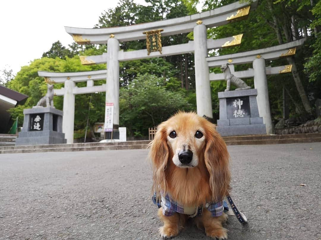 ?モデル?大地?さんのインスタグラム写真 - (?モデル?大地?Instagram)「♪🐾2019*6*22🐾 . 先日、埼玉県にある三峯神社に 御参りに行って来ました✨😉 . . 5年位前から行きたいと思っていたのに なかなかタイミングが合わず行けずにいたら… . 三峯神社のHPに . 【7/1からペット連れでの境内立ち入りを お控えいただくことと決定させていただきました。】 . とのお知らせが…😲 . . と言う事で 👨🏻パパに予定を調節してもらい😉 . Team大地 三峯神社に御参りに行って参りました🎶😄 . 【続く🐾】 . . 🐾🐾🐾🐾🐾🐾🐾🐾🐾🐾🐾🐾🐾🐾 . #大地#大好き#だいすき #いつも一緒#ずっと一緒 #大地なしでは生きて行けませんw #いぬ#犬#わんこ#ワンコ . #愛犬 #犬バカ部#いぬら部#いぬすたぐらむ #犬のいる暮らし #pecoいぬ部#埼玉#神社#お参り#鳥居 . #お出かけ#ありがとうございました#感謝 #横浜#yokohama#神奈川 #ミニチュアダックスフンド#ミニチュアダックス #ダックスフンド#ダックス」6月22日 21時01分 - sachi_daichi