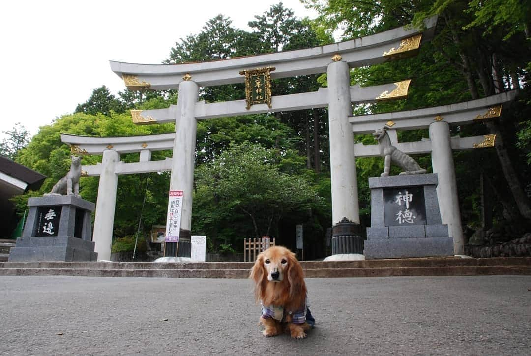 ?モデル?大地?さんのインスタグラム写真 - (?モデル?大地?Instagram)「♪🐾2019*6*22🐾 . 先日、埼玉県にある三峯神社に 御参りに行って来ました✨😉 . . 5年位前から行きたいと思っていたのに なかなかタイミングが合わず行けずにいたら… . 三峯神社のHPに . 【7/1からペット連れでの境内立ち入りを お控えいただくことと決定させていただきました。】 . とのお知らせが…😲 . . と言う事で 👨🏻パパに予定を調節してもらい😉 . Team大地 三峯神社に御参りに行って参りました🎶😄 . 【続く🐾】 . . 🐾🐾🐾🐾🐾🐾🐾🐾🐾🐾🐾🐾🐾🐾 . #大地#大好き#だいすき #いつも一緒#ずっと一緒 #大地なしでは生きて行けませんw #いぬ#犬#わんこ#ワンコ . #愛犬 #犬バカ部#いぬら部#いぬすたぐらむ #犬のいる暮らし #pecoいぬ部#埼玉#神社#お参り#鳥居 . #お出かけ#ありがとうございました#感謝 #横浜#yokohama#神奈川 #ミニチュアダックスフンド#ミニチュアダックス #ダックスフンド#ダックス」6月22日 21時01分 - sachi_daichi