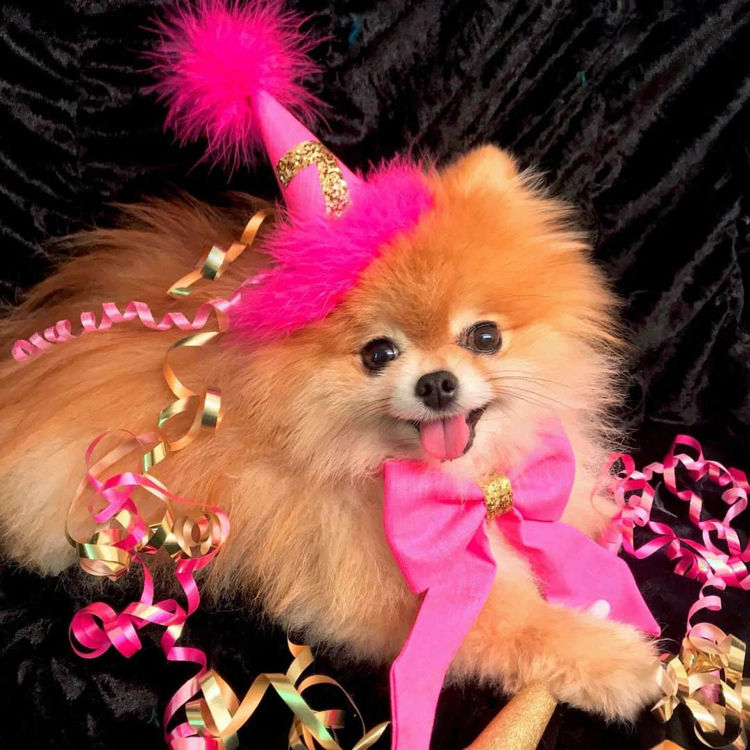 Monique&Gingerのインスタグラム：「Happy 7th Birthday to our dear sweet little Ginger girl!🎂💕Looking forward to spoiling this cutie today🎉and everyday🛍😅Thank you to our friends @sewdoggystyle for Ginger’s gorgeous party hat with matching bow🎀And to all of you here on IG for following us on our adventures all these years!🙏🏻💝😘」