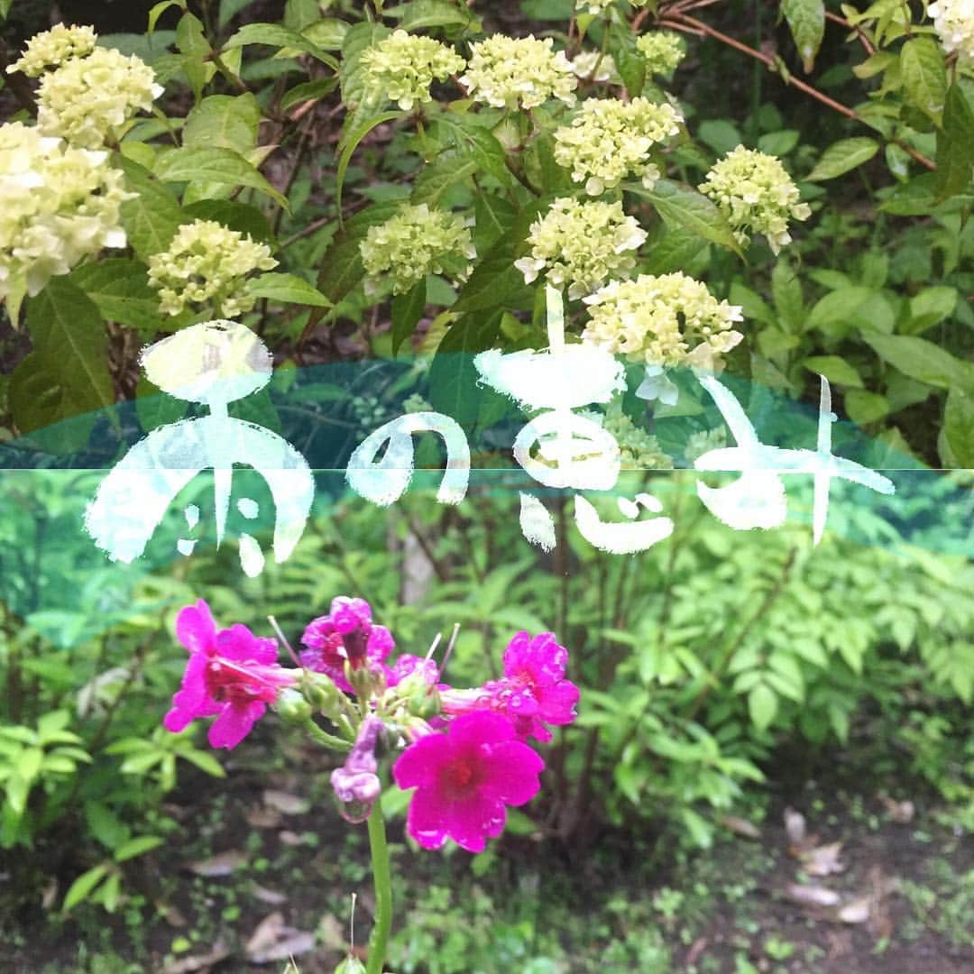 ほうとう 富士の茶屋のインスタグラム：「こんばんは、富士の茶屋です🌹 ・ 今日の富士北麓はしっとりと雨、お陰様か花壇に可愛らしいクリンソウのお花が咲きました。ヤマアジサイもすくすく育ってきて謙虚な花を見せてくれるのが楽しみです😊 ・ #ほうとう#富士の茶屋#あじさい #やまあじさい#くりんそう #梅雨」