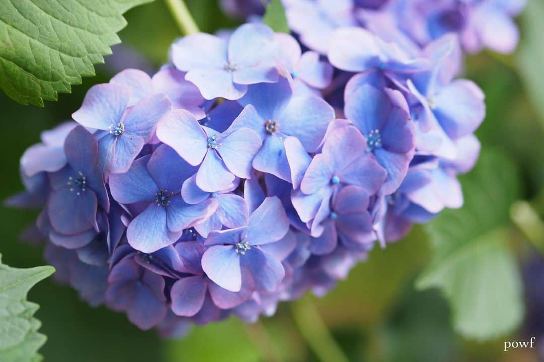 anemone_69のインスタグラム：「. #hydrangea #アジサイ #あじさい #紫陽花 #小平あじさい公園 . . .」
