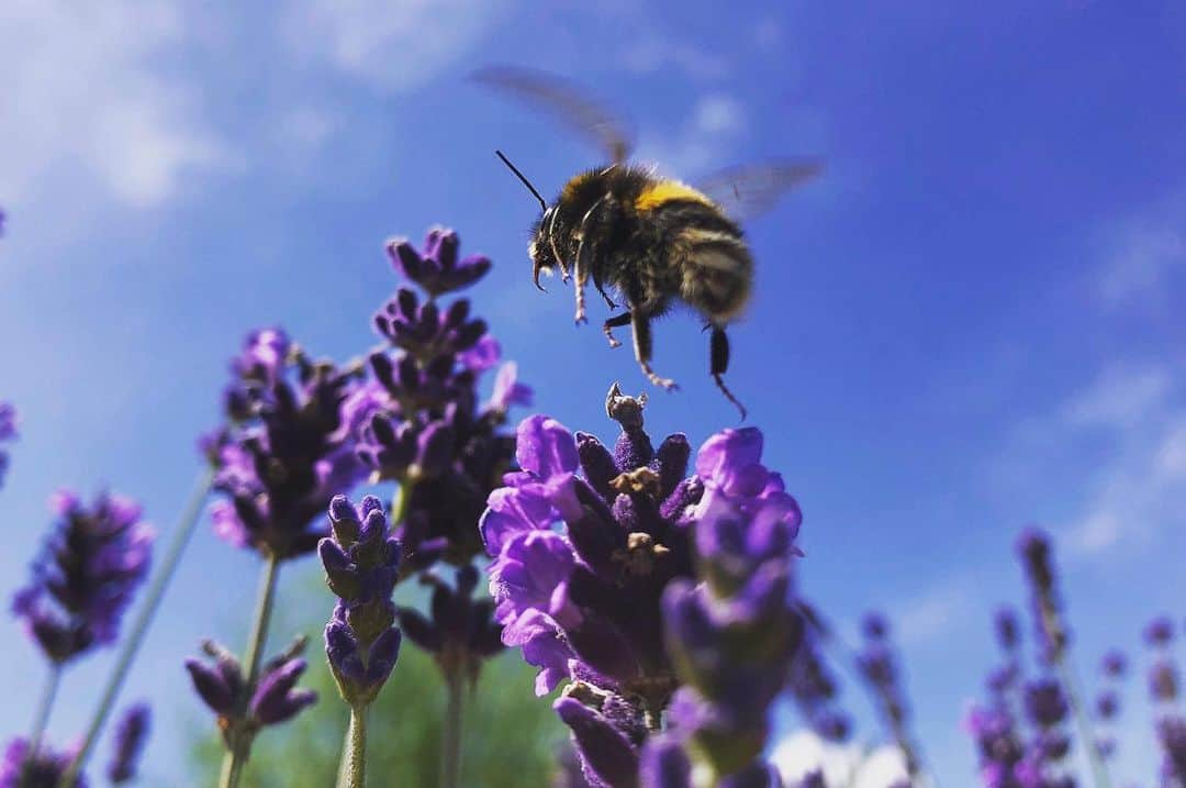 エド・シーランさんのインスタグラム写真 - (エド・シーランInstagram)「Cherry took this in our garden this morning. We planted so many insect friendly plants because we need to help those little fellas. I love bees, Cherry loves bees, everyone should love bees #buzzbuzzbuzz 🐝 🐝 🐝」6月22日 21時33分 - teddysphotos