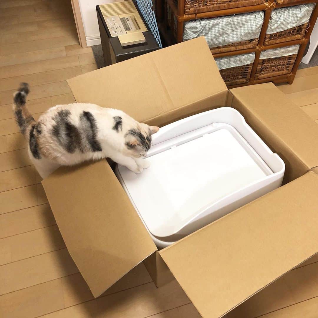 ホタテ＆クラム＆シラスのインスタグラム：「新しい猫トイレがやってきた。カメラで誰なのか顔認識して猫を判別してくれるらしい、設置は明日か明後日かな… なんか楽しみです^ ^ #cat #neko #ScottishFold #猫 #ねこ #スコティッシュフォールド #catstagram #instagram #instagramjapan #ig_japan #igersjp #toletta」
