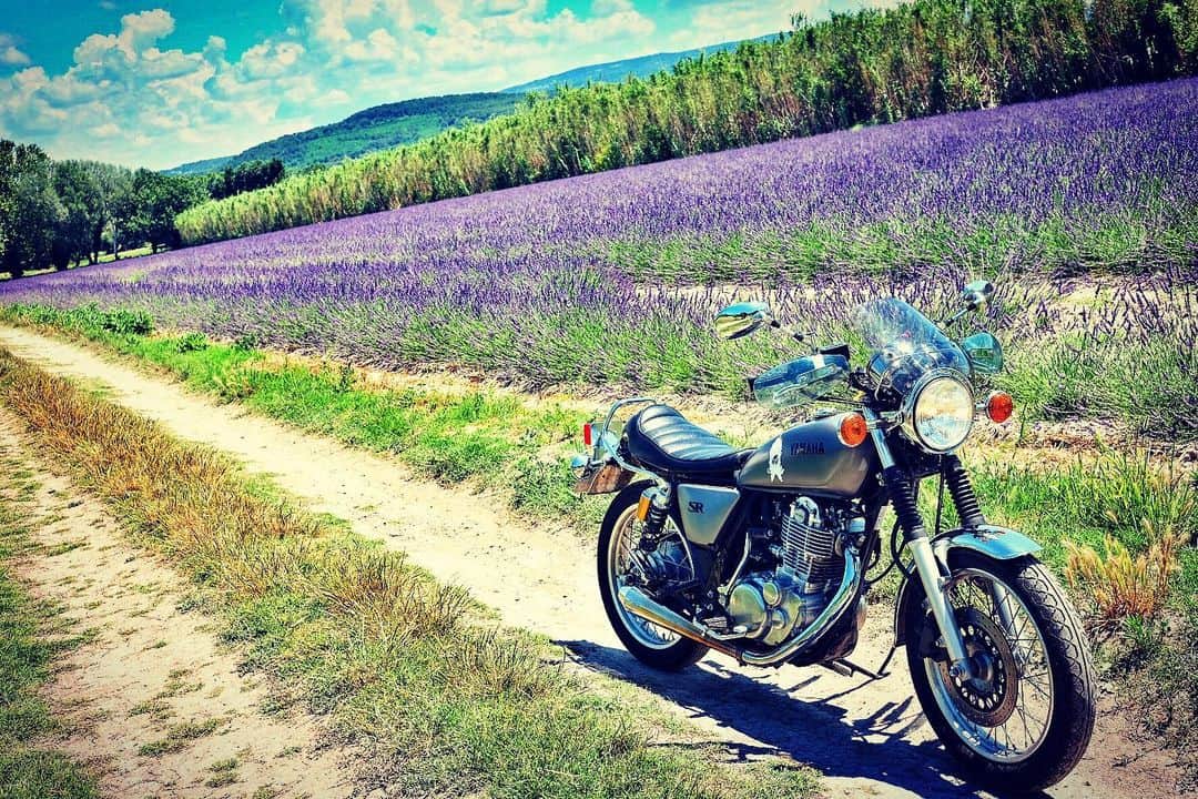小林十市さんのインスタグラム写真 - (小林十市Instagram)「#lavender #ラベンダー #sr400  #南仏」6月22日 21時30分 - monsieur_11