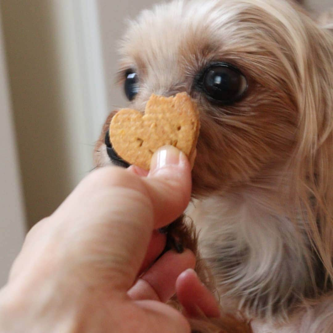 love23326さんのインスタグラム写真 - (love23326Instagram)「ラピちゃん #かぶりつき  ちょうどいい堅さ 🍪  わんこの手作りごはん わんこの手作りおやつは 家にあるものでいいんだよ🤗  特別じゃなくても特別になるよ  #食育セミナー #食育講座 .  日々勉強 カリカリがダメとか 手作りごはんは 栄養バランスが偏るとか 全て否定はしないこと  好き嫌いも 合う合わないも 個々に違うからね🥰  #十人十色 わんこにも個性がある 体質もある 好き嫌いもある  いくつになっても #日々勉強 🤓✏📖 .  大好き#かとうゆうこ先生 @yucokato ありがとう#須崎恭彦 先生  @susakivet #須崎先生#須崎動物病院  #シャーテリア #ヨーキー #요크셔테리어입양 #mydogs #犬#instagood #yokie#dog #yorkielove#yorkshireterrier」6月22日 21時46分 - love23326